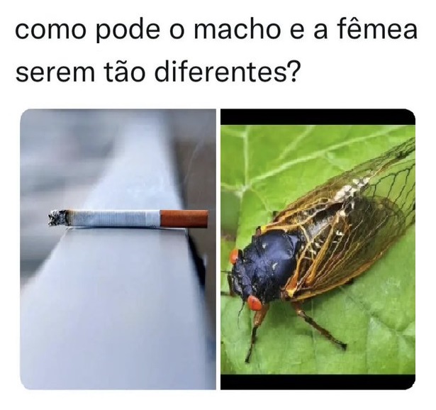 Macho da cigarra