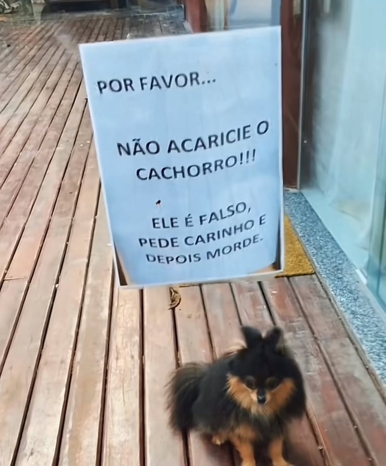 Cachorro que pede carinho e morde